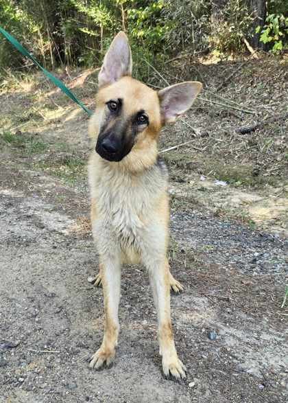 NANI - German Shepherd Dog available for adoption