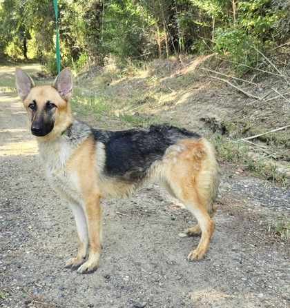 NANI - German Shepherd Dog available for adoption