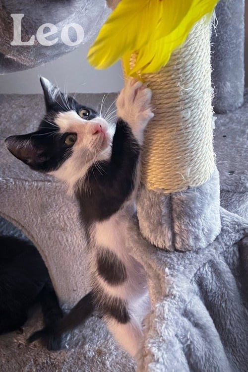 LEO - Domestic Short Hair available for adoption