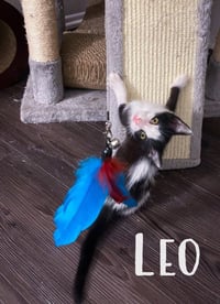 Leo - Photo 4