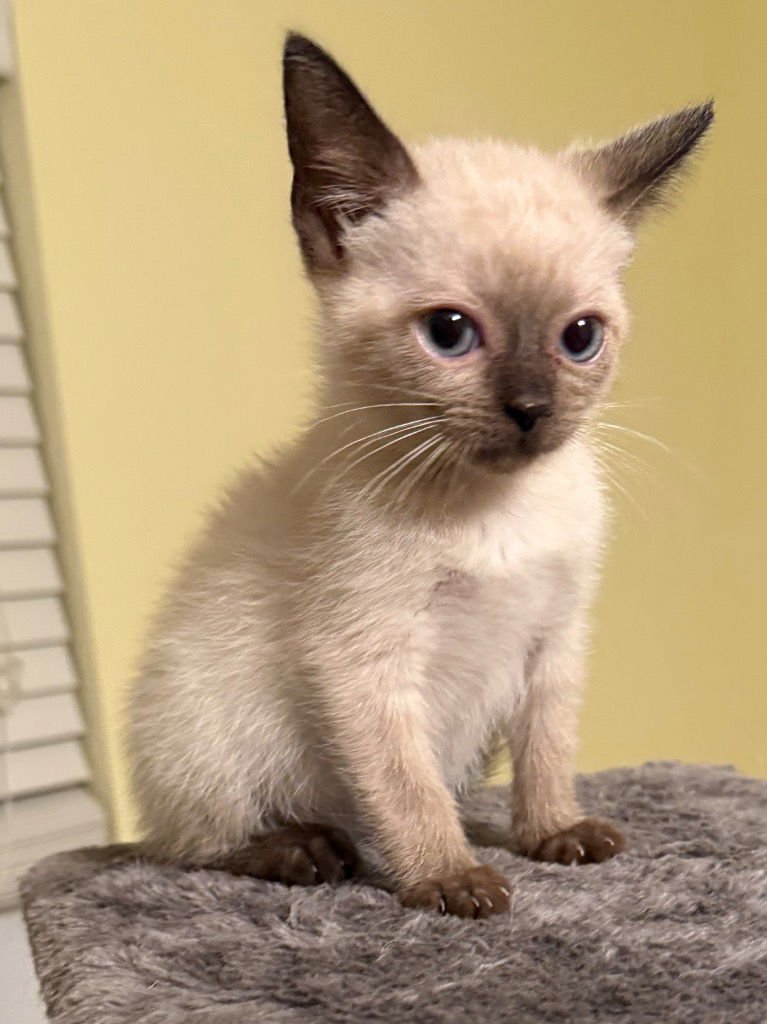 CALLIOPE - Siamese available for adoption
