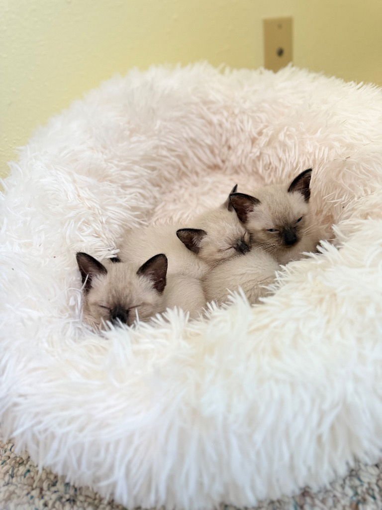 CALLIOPE - Siamese available for adoption