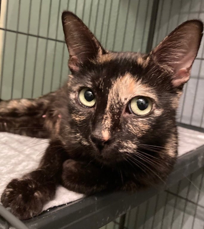 Bellatrix Image