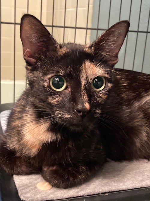 BELLATRIX - Domestic Short Hair available for adoption