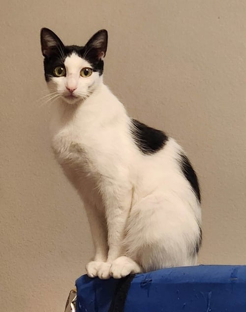 MAGGIE - Turkish Van / Domestic Short Hair available for adoption