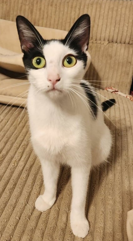 Maggie Image
