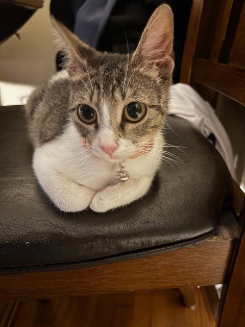 SUZY - Tabby for adoption in San Antonio