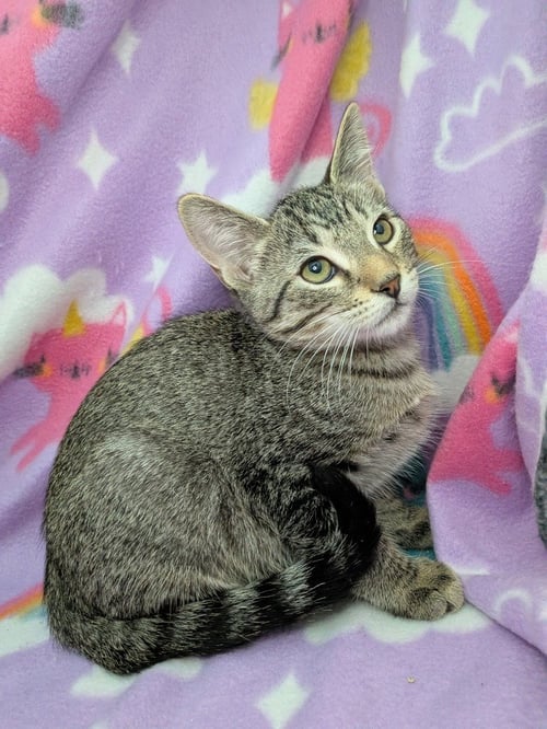 ROWAN - Tabby available for adoption