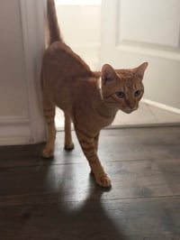 Meatball - Photo 2