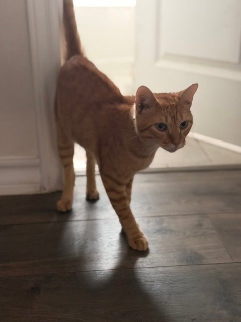 MEATBALL - Tabby available for adoption