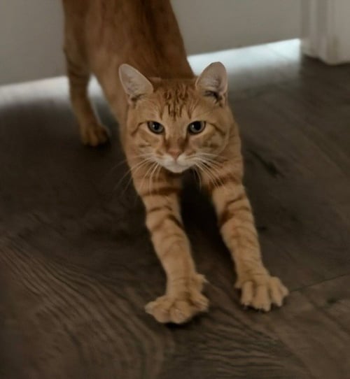 MEATBALL - Tabby available for adoption