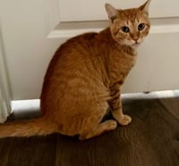 Meatball - Photo 3