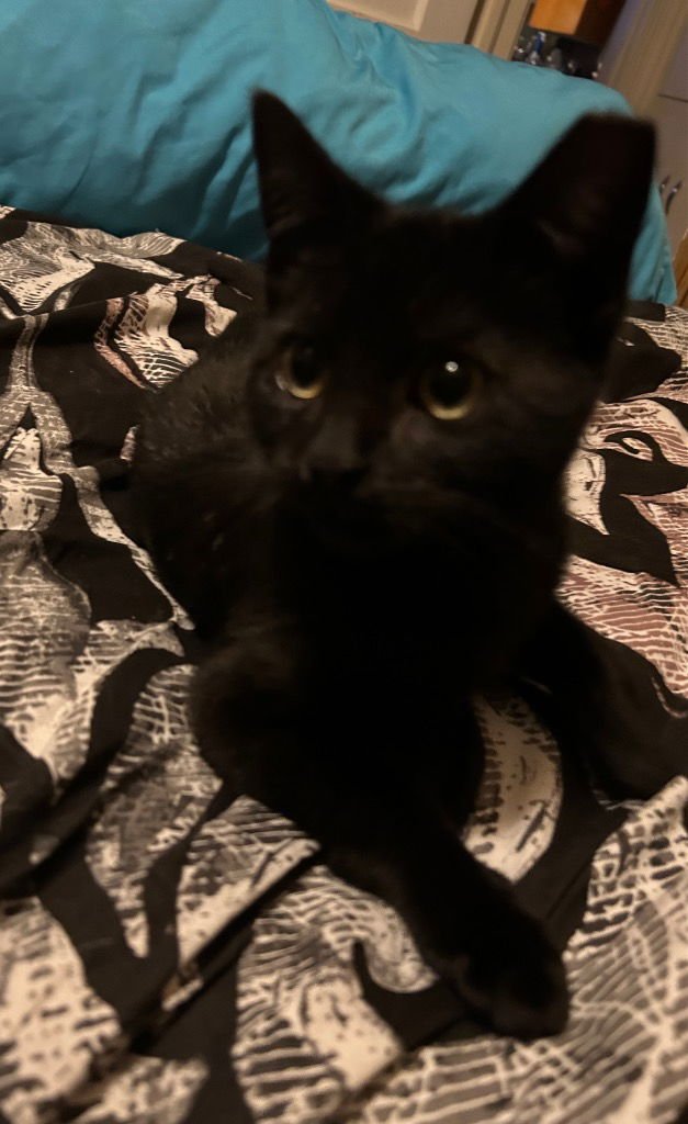 SQUEAKERS - Domestic Short Hair available for adoption