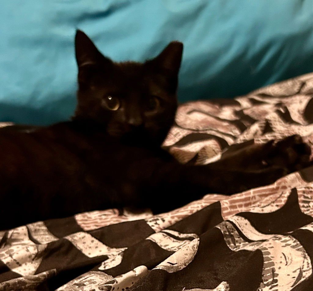 SQUEAKERS - Domestic Short Hair available for adoption