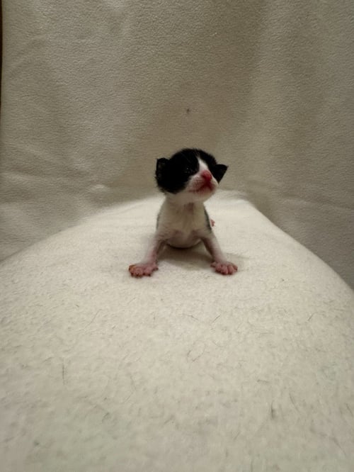 MOO MOO - Domestic Short Hair available for adoption
