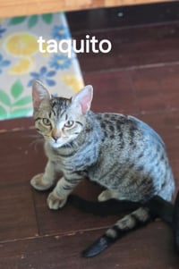 Taquito - Photo 2