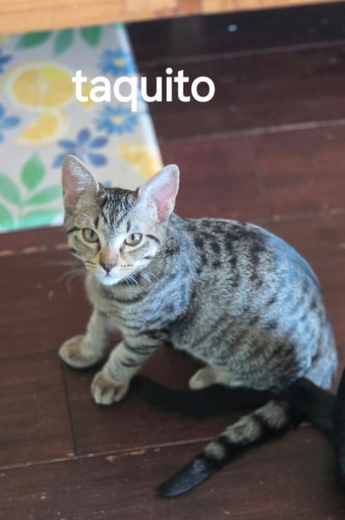 TAQUITO - Tabby available for adoption