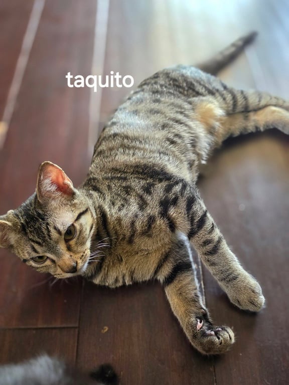 Taquito Image