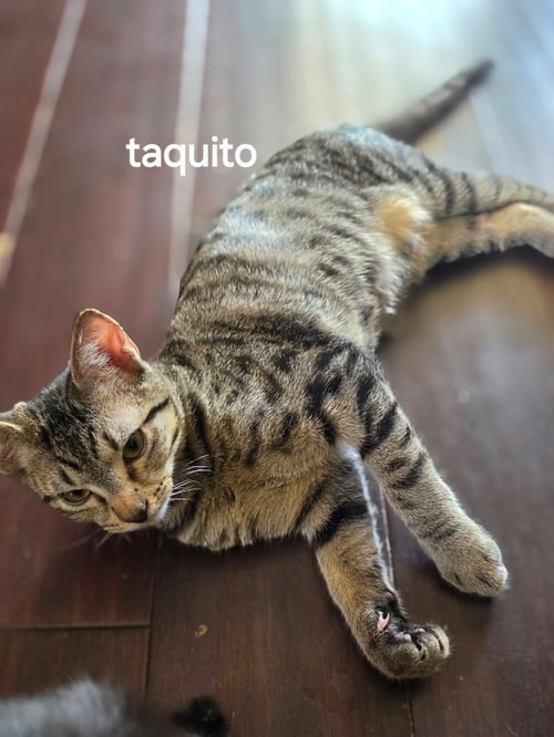 TAQUITO - Tabby available for adoption