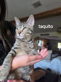 Taquito - Photo 3