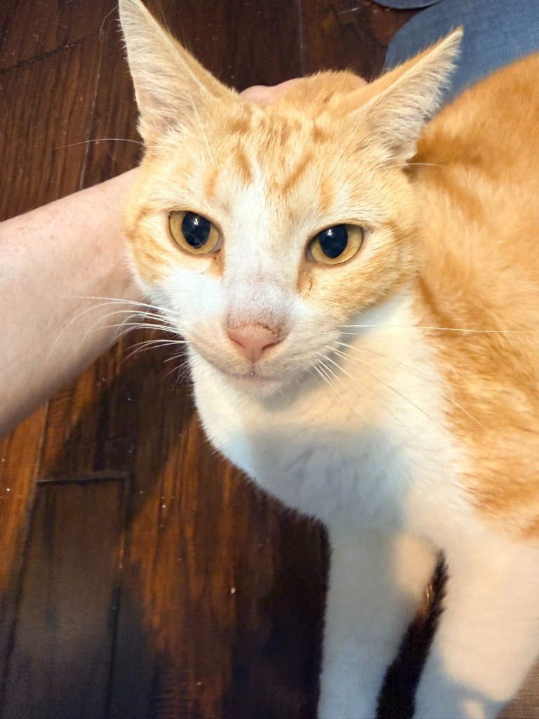 CHADRIC - Tabby available for adoption