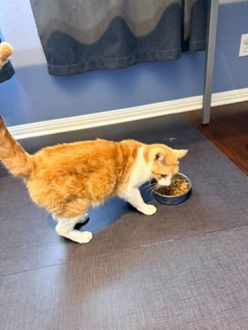 CHADRIC - Tabby available for adoption