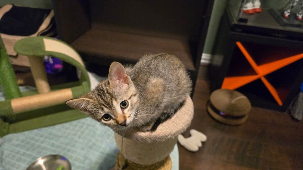 PIXEL - Tabby available for adoption