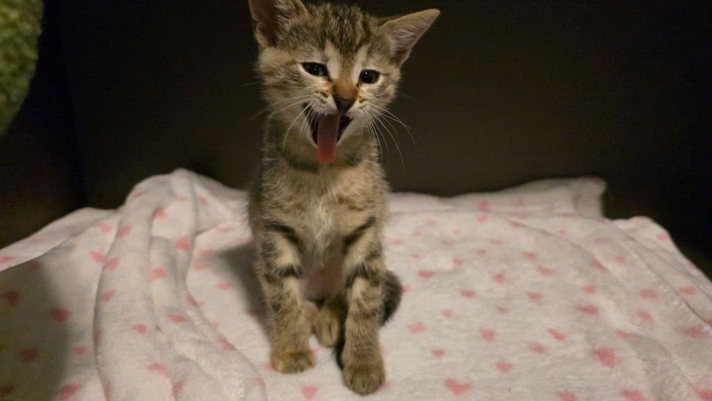 PIXEL - Tabby available for adoption