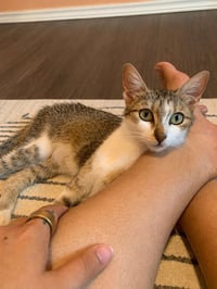 Nova - Photo 3