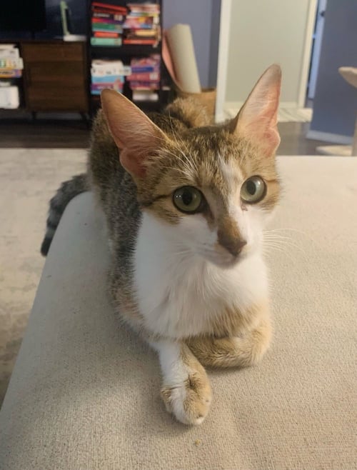 NOVA - Tabby for adoption in San Antonio