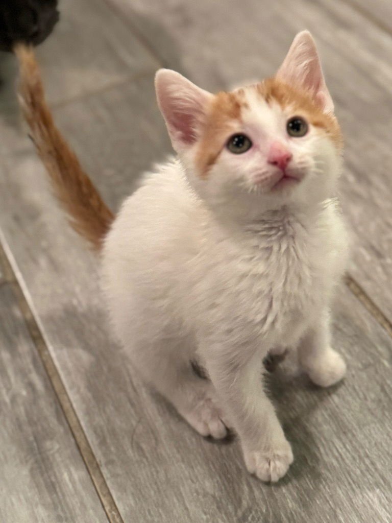 KRISTOFF - Tabby available for adoption