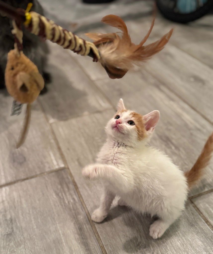 KRISTOFF - Tabby available for adoption