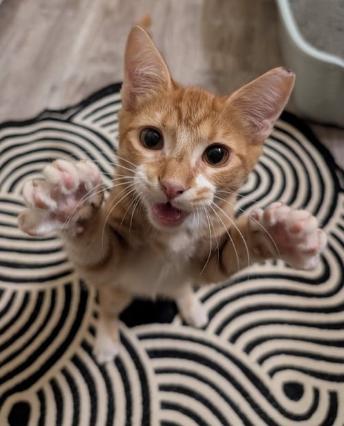 BROGAM - Domestic Short Hair available for adoption