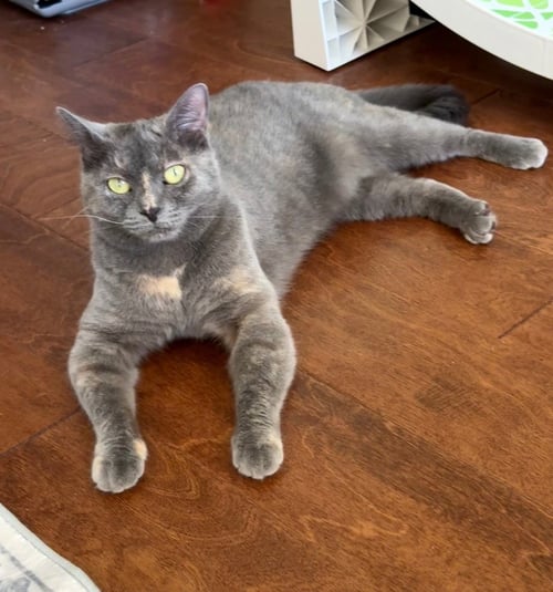 MADDIE - Domestic Short Hair available for adoption