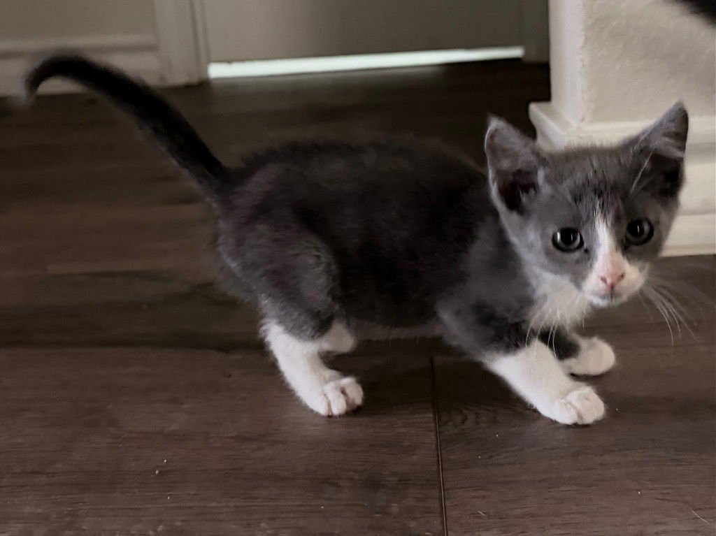 ARTEMIS - Tabby available for adoption