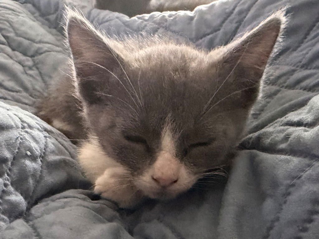 ARTEMIS - Tabby available for adoption