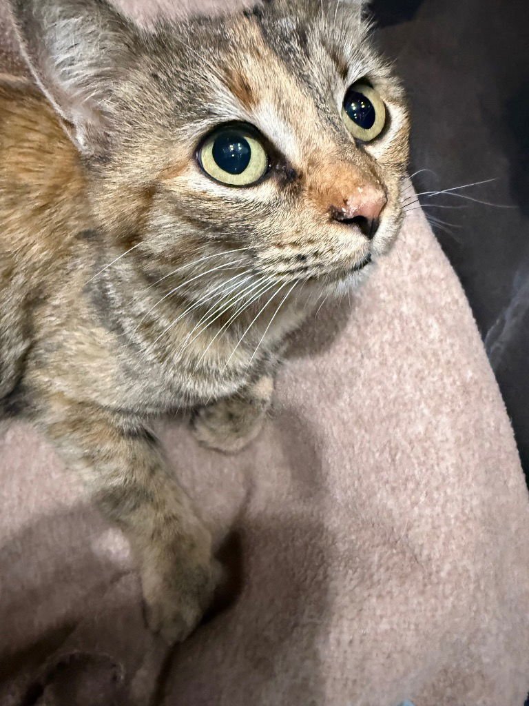 NALA/CRUMPET - Tabby / Calico available for adoption