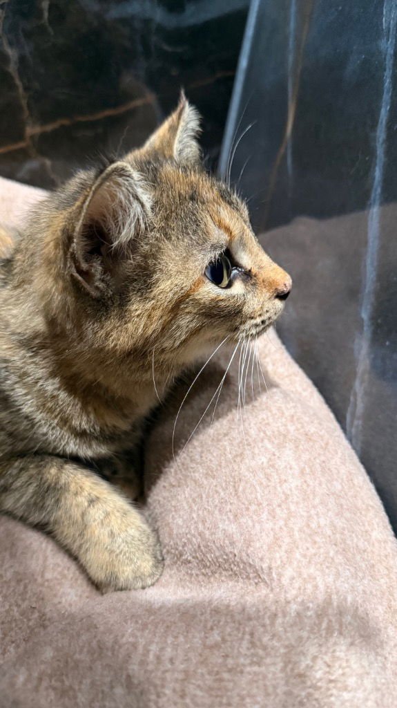 NALA/CRUMPET - Tabby / Calico available for adoption