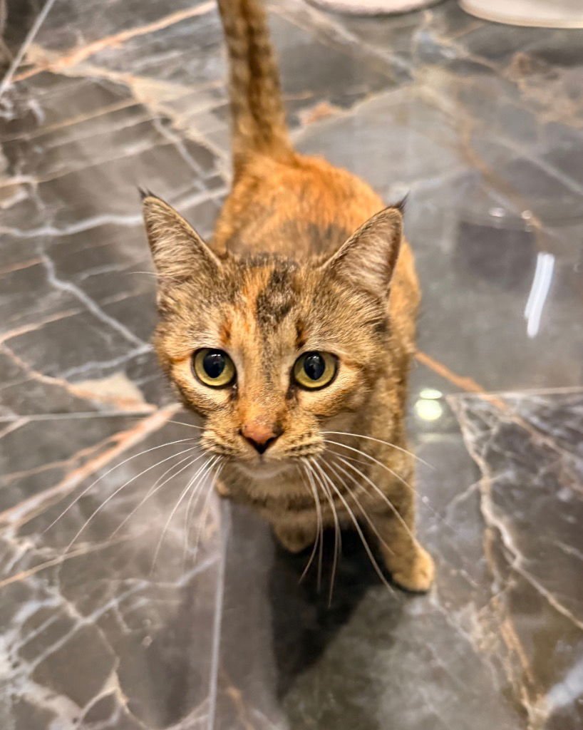 Nala/Crumpet - Photo 3