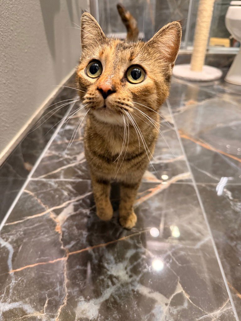 Nala/Crumpet - Photo 4