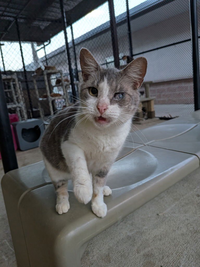 ANGIE - Domestic Short Hair available for adoption