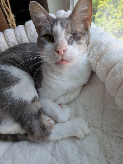 ANGIE - Domestic Short Hair available for adoption