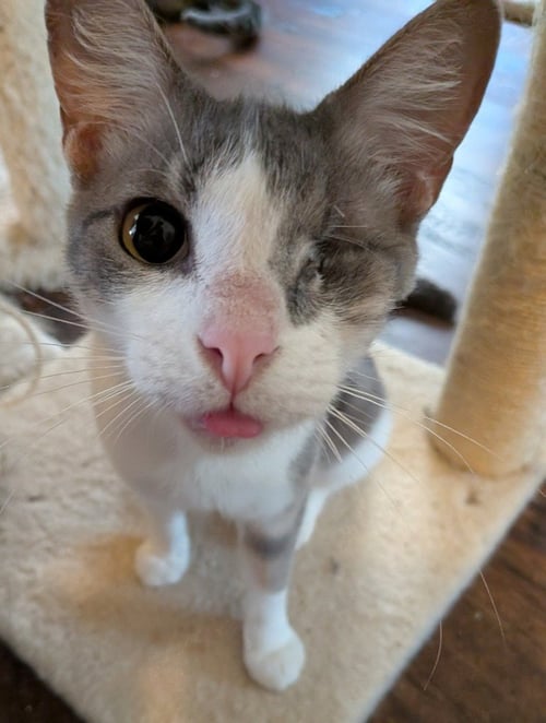 ANGIE - Domestic Short Hair available for adoption