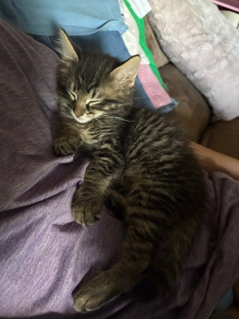 Simba Image