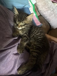 Simba - Photo 1