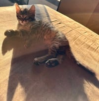 Simba - Photo 2