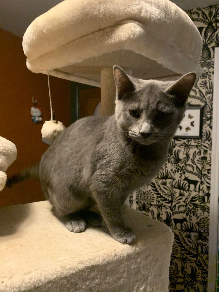 DR. PEPPER - Tabby available for adoption