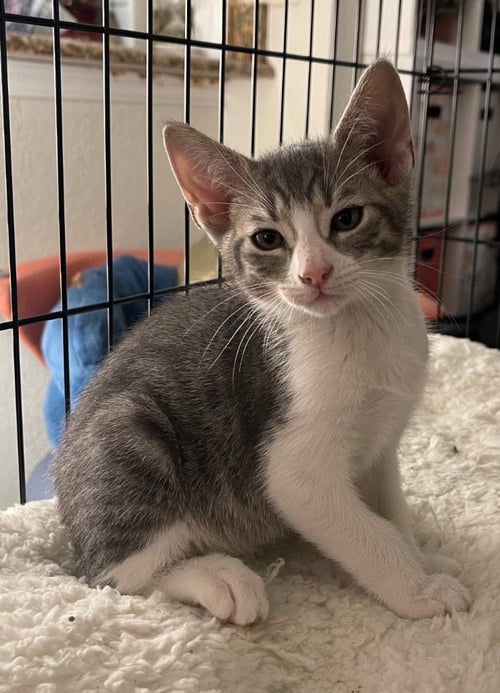 GRAY - Tabby available for adoption