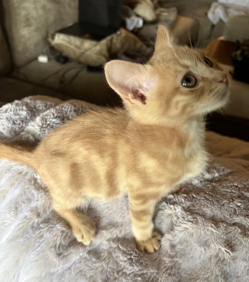 ALEXANDER - Tabby available for adoption