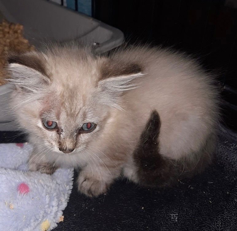 GREMLIN - Siamese available for adoption